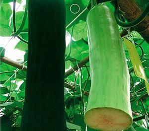 能摘瓜吃瓜,亲手摘瓜，共享丰收喜悦