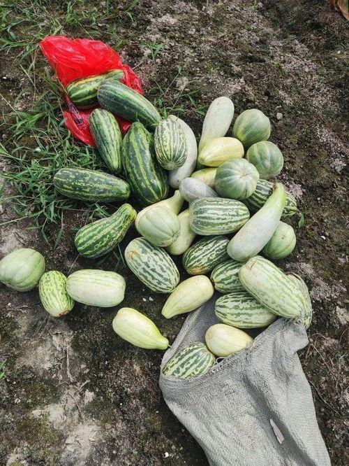 能摘瓜吃瓜,亲手摘瓜，共享丰收喜悦