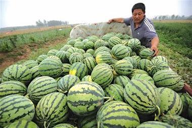 能摘瓜吃瓜,亲手摘瓜，共享丰收喜悦