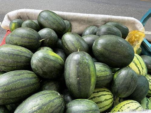 同事喜欢吃瓜,揭秘同事的“瓜”情趣