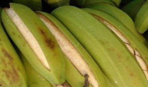 蒋蕉蕉吃瓜,蒋蕉蕉的瓜界探险记