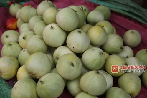 南宁吃瓜群,揭秘城市生活百态的“瓜田”