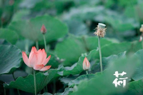 看花和吃瓜课文