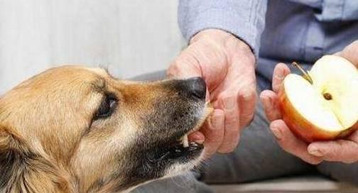 狗狗阳台吃瓜图片,欢乐瞬间定格