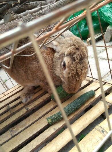 小兔宝吃瓜,小兔宝的甜蜜瓜果时光