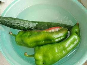 鸡吃烂的瓜,揭示农业循环利用的智慧