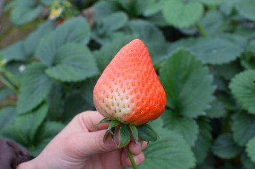 吃瓜草莓蘑菇,探寻美食与生活的奇妙融合