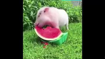 猪小弟吃瓜,猪小弟的瓜田奇遇记